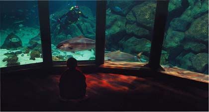 Aquarium finisterrae, la coruña