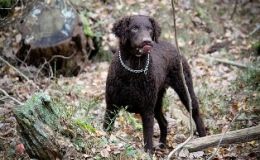 Retriever de pelo rizado