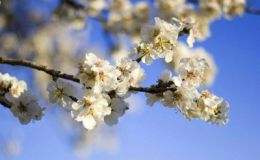 Flores blancas