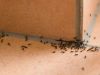 Los trucos de la abuela para repeler las hormigas
