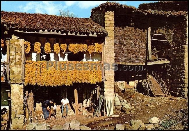 Secado de maiz en saja (cantabria)